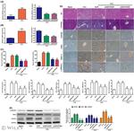 MFAP2 Antibody in Immunohistochemistry (IHC)