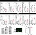GluR3 Antibody in Western Blot (WB)