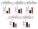 BRI3 Antibody in Western Blot (WB)
