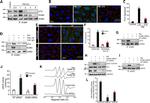 ErbB4 Antibody in Neutralization (Neu)