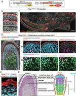 PTHLH Antibody in Immunohistochemistry (IHC)
