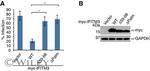 Influenza B NP Antibody in Flow Cytometry (Flow)