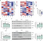 ANGPTL4 Antibody in Western Blot (WB)