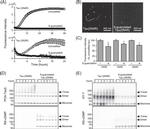 Tau Antibody in Western Blot (WB)