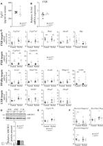 ABCB11 Antibody in Western Blot (WB)
