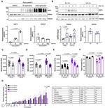 GRP78 Antibody in Western Blot (WB)