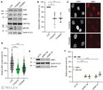 Cyclin H Antibody in Western Blot (WB)