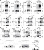 c-Myc Antibody in Western Blot, Immunoprecipitation (WB, IP)