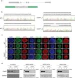 C1orf51 Antibody in Western Blot (WB)