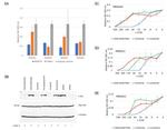 IGF2 Antibody in Neutralization (Neu)