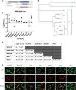 SARS-CoV-2 Spike Protein S2 Antibody in Immunocytochemistry (ICC/IF)