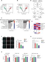 CD11b Antibody in Flow Cytometry (Flow)