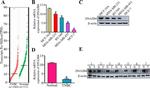 DNAJB4 Antibody in Western Blot (WB)