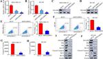 DNAJB4 Antibody in Western Blot (WB)