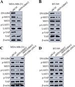DNAJB4 Antibody in Western Blot (WB)