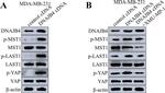 DNAJB4 Antibody in Western Blot (WB)