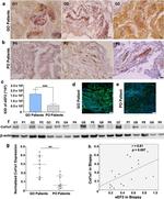EEF2 Antibody in Immunohistochemistry (IHC)