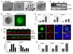 BMP-15 Antibody in Immunocytochemistry (ICC/IF)