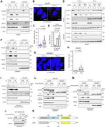 NCOA4 Antibody in Immunocytochemistry (ICC/IF)