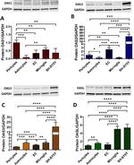 OASL Antibody in Western Blot (WB)