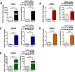OASL Antibody in Western Blot (WB)