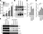 Calnexin Antibody in Western Blot (WB)
