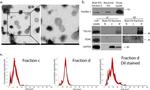 VDAC Antibody in Western Blot (WB)