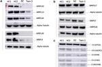 MRPL13 Antibody in Western Blot (WB)