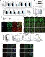 GPAM Antibody in Western Blot (WB)