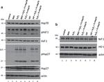 HSP27 Antibody in Western Blot (WB)