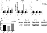 Caspase 9 Antibody in Western Blot (WB)