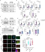 MTCO1 Antibody in Western Blot (WB)