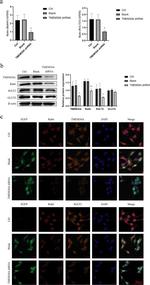 GLUT2 Antibody in Western Blot (WB)