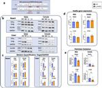 ACADVL Antibody in Western Blot (WB)