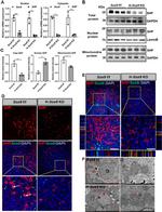NR0B2 Antibody in Western Blot (WB)
