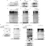 YOD1 Antibody in Western Blot (WB)