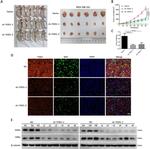YOD1 Antibody in Western Blot (WB)