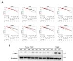 YOD1 Antibody in Western Blot (WB)