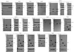 CDK1 Antibody in Western Blot (WB)