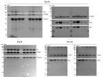 YOD1 Antibody in Western Blot (WB)