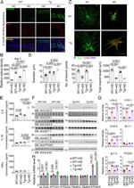 PTGES Antibody in Western Blot (WB)
