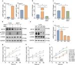 MC1R Antibody in Western Blot (WB)