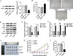 SLC5A5 Antibody in Western Blot (WB)