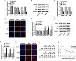 SLC5A5 Antibody in Western Blot (WB)