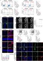 ZO-1 Antibody in Western Blot (WB)