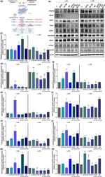 WIPI1 Antibody in Western Blot (WB)