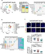 FOXP3 Antibody in Immunohistochemistry (IHC)