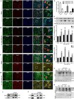 MLKL Antibody in Western Blot (WB)