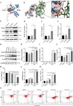 MLKL Antibody in Western Blot (WB)