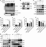 MLKL Antibody in Western Blot (WB)